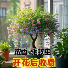 驱蚊虫金丝吊蝴蝶花卉绿植盆栽室内外阳台四季开花混色【浓香耐寒+驱蚊虫】四季开花花期300天10年苗【买一送一】开花爆满