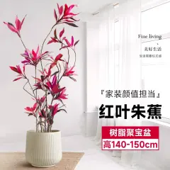 叹为观止大型盆栽金钱树落地植物发财树清香木天堂鸟米兰办公室内中型植物造型红叶1.4-1.5米【聚宝盆】含盆