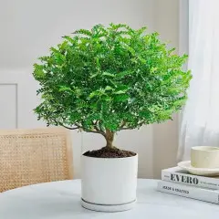 京云梦清香木盆栽防蚊虫驱蚊草绿植桌面绿植清香胡椒木+塑料盆源头直发