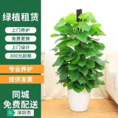 深圳绿植租赁办公室绿植发财树室内绿植上门服务