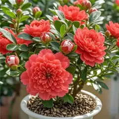 盆栽花卉青杨绿植耐寒浓香好养重瓣大花四季开花阳台庭院种植花苗【红色】花期长达280天+包活不含盆