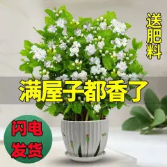 重瓣茉莉花盆栽浓香型南方四季开花带盆驱蚊绿植花卉室内阳台庭院茉莉4~5棵【郁金香高档陶瓷盆】